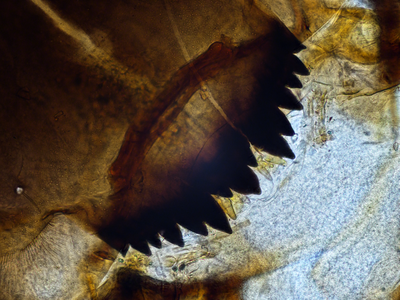 Chironomus-toukan hammasrivistö