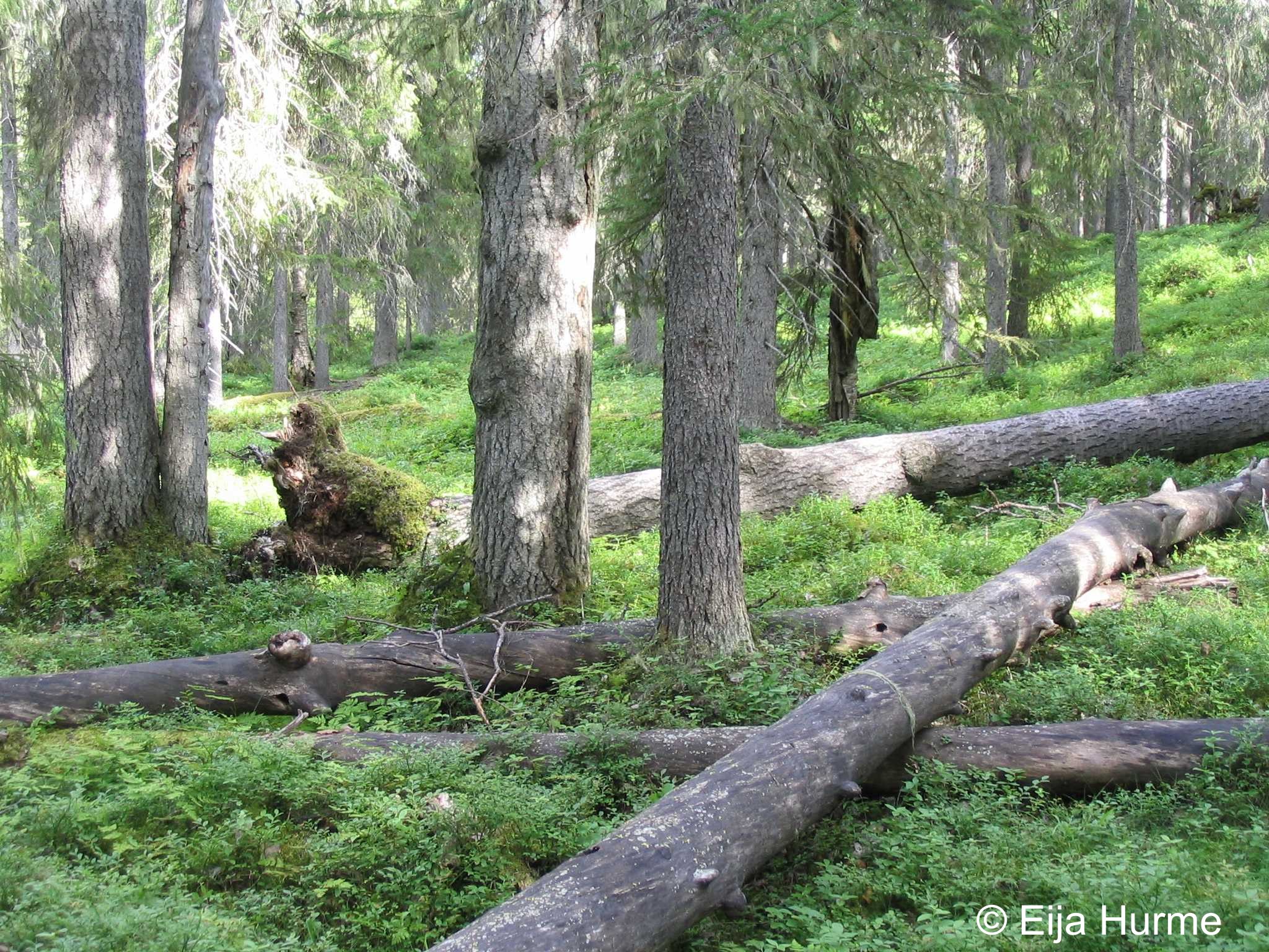 Forests Biodiversity