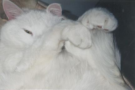 "Laiskuri"